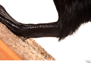 Double-crested cormorant Phalacrocorax auritus leg 0002.jpg